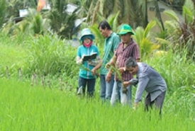 Giải pháp tối ưu phòng trừ bệnh cháy bìa lá