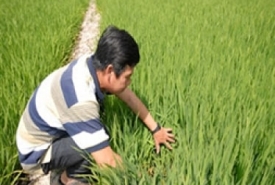 Lúa ốm yếu khi mang bầu do thời tiết hay canh tác